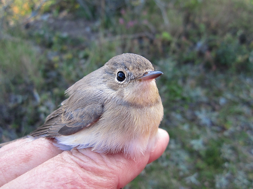 Red-breasted flycatcher, Sundre 20120829